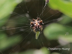 Thelacantha brevispina