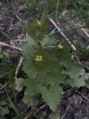Alliaria petiolata