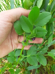Vicia narbonensis