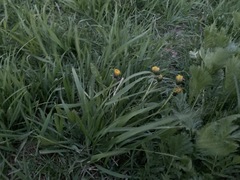 Taraxacum