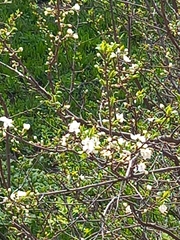 Prunus