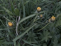 Taraxacum
