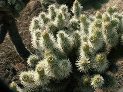 Cylindropuntia bigelovii ciribe