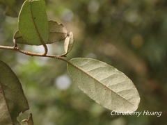 Elaeagnus formosana