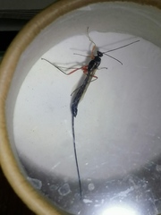 Ephialtes manifestator