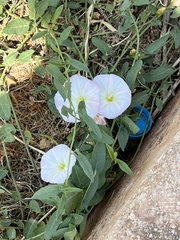 Convolvulus arvensis
