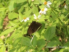 Euploea sylvester swinhoei