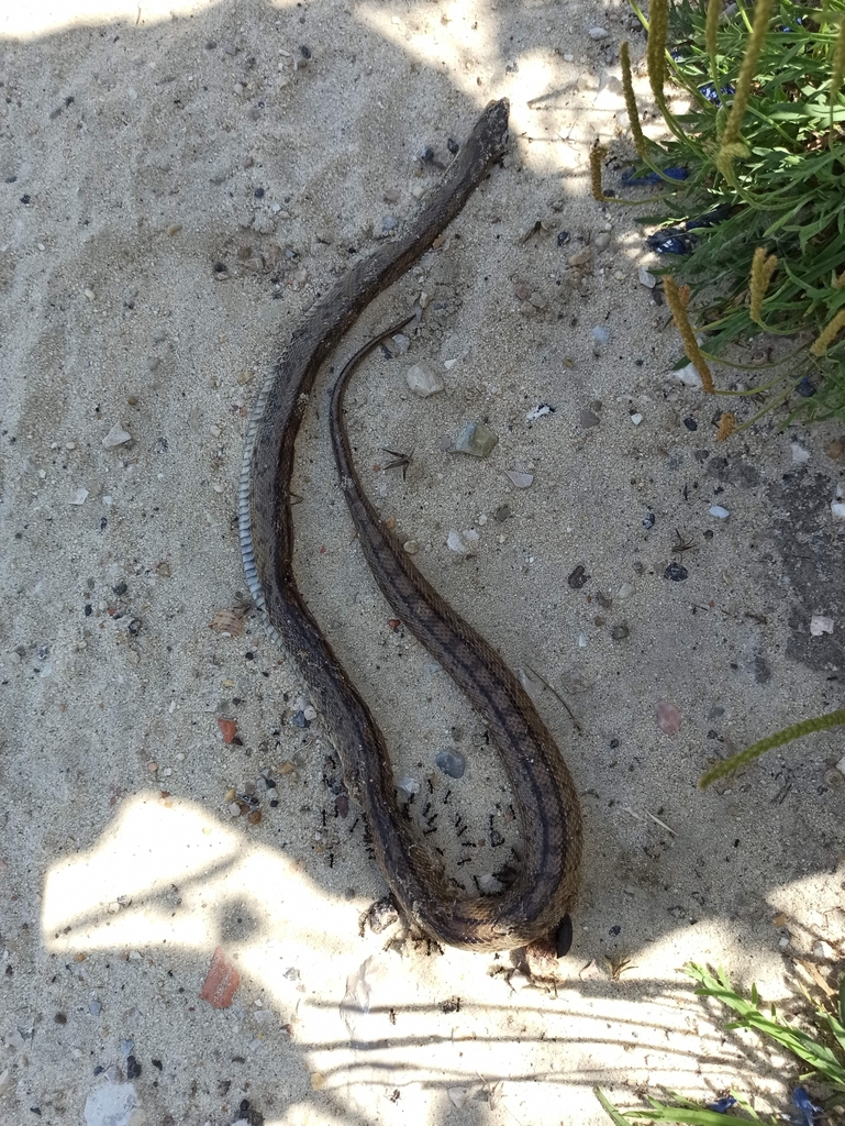Ladder Snake from Ajuda, Lisboa, Portugal on May 11, 2022 at 1124 AM