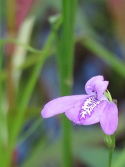 Justicia angusta