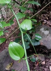 Smilax canariensis