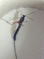 Ephialtes manifestator