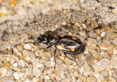 Lionychus quadrillum