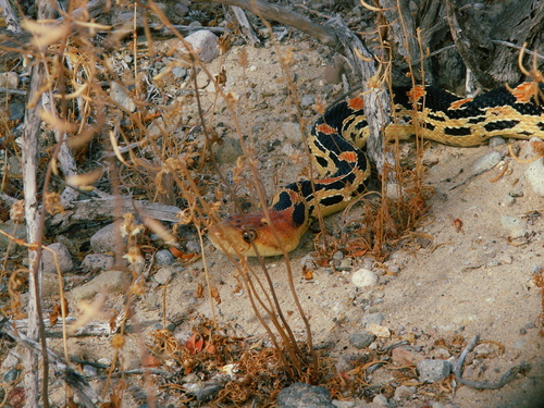 Photo of a Cape Gopher Snake (Pituophis vertebralis)