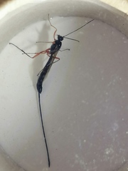 Ephialtes manifestator