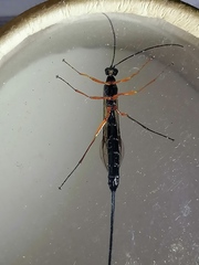 Ephialtes manifestator