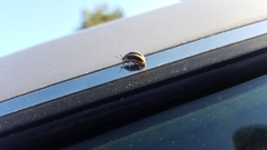 Calligrapha californica