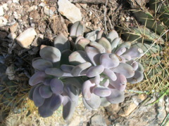 Pachyphytum