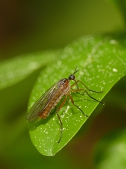 Empis trigramma