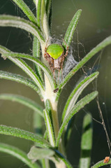 Araneus detrimentosus