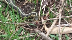 Thamnophis sirtalis semifasciatus