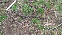 Thamnophis sirtalis semifasciatus