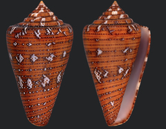 Conus cedonulli