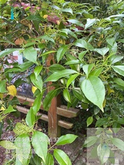Viburnum propinquum