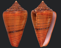 Conus cedonulli