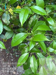 Viburnum propinquum