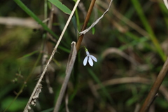 Lobelia stenophylla