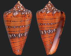 Conus cedonulli