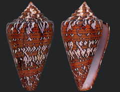 Conus cedonulli