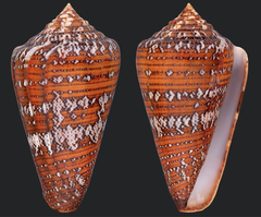 Conus cedonulli