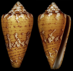 Conus cedonulli