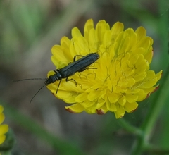 Oedemera tristis