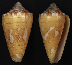 Conus cedonulli