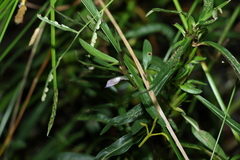 Hygrophila angustifolia
