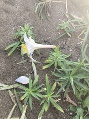 Lilium longiflorum scabrum