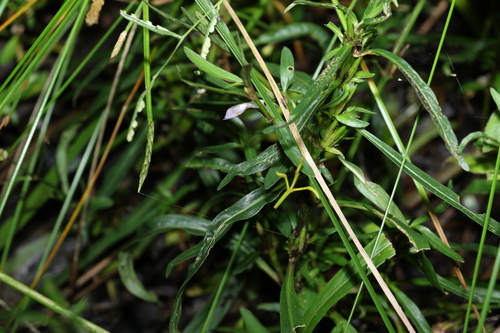 Image of Hygrophila angustifolia by (c) Greg Tasney, some rights reserved (CC BY-SA)