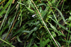 Hygrophila angustifolia