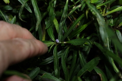 Hygrophila angustifolia