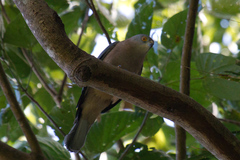 Accipiter rufitorques