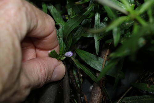 Image of Hygrophila angustifolia by (c) Greg Tasney, some rights reserved (CC BY-SA)