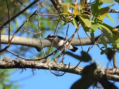 Pteruthius aeralatus