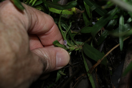 Image of Hygrophila angustifolia by (c) Greg Tasney, some rights reserved (CC BY-SA)