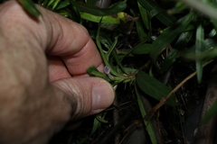 Hygrophila angustifolia