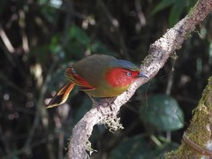 Liocichla ripponi