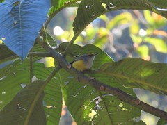 Phyllergates cucullatus