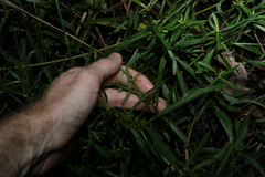 Hygrophila angustifolia