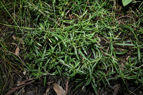 Image of Hygrophila angustifolia by (c) Greg Tasney, some rights reserved (CC BY-SA)
